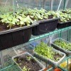 Recycled plastic containers for seedlings.