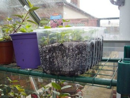 Using recycled plastic containers for seedlings.