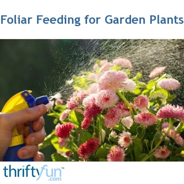 Foliar Feeding for Garden Plants ThriftyFun