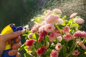 Spraying Flowers