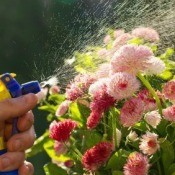 Spraying Flowers