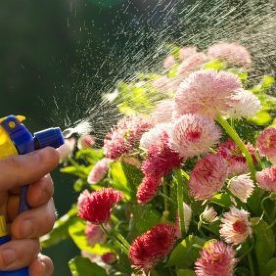 Foliar Feeding for Garden Plants ThriftyFun