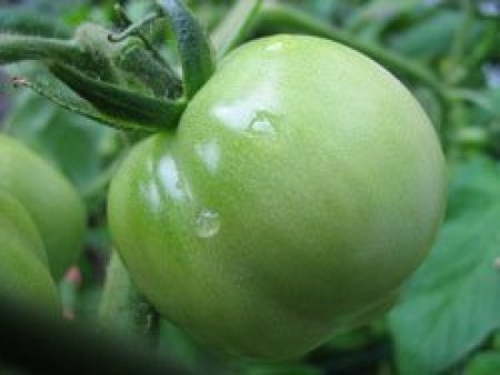 Green Tomatoes