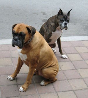 Photo of two boxers (dogs).