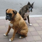 Photo of two boxers (dogs).