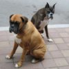 Photo of two boxers (dogs).
