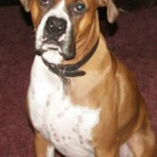 A boxer breed dog name Tyson.