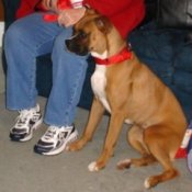 Sadie (Boxer)