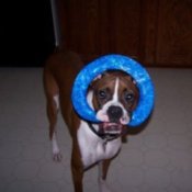 Ludwig (Boxer)