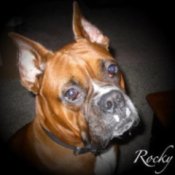 Rocky (Boxer)