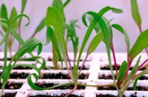 Plants growing under grow lights