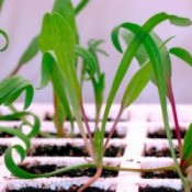 Plants growing under grow lights
