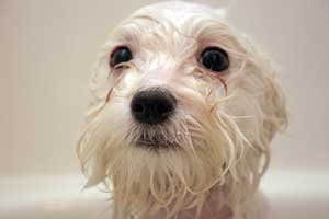 wet white dog