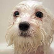 wet white dog