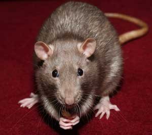 Pet Mice and Rats