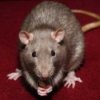Pet Mice and Rats