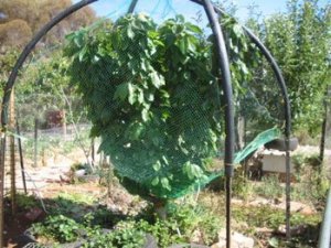 Net Frame Around a Tree