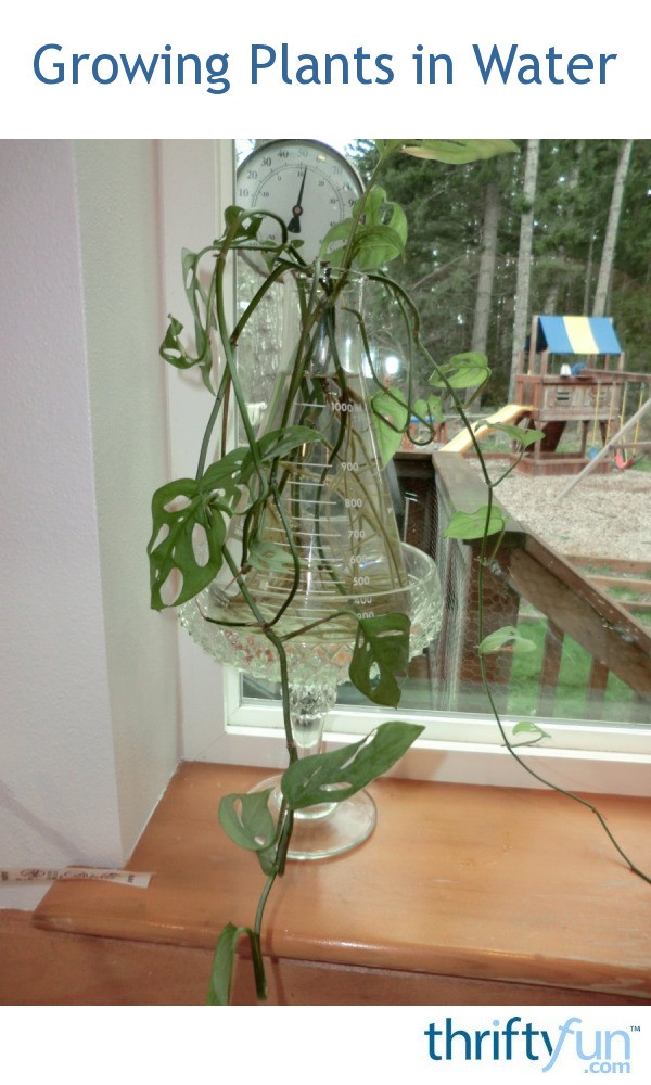 Growing Plants in Water ThriftyFun