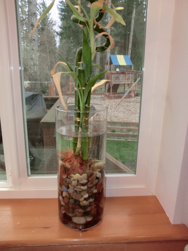 Lucky Bamboo in glass vase