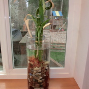 Lucky Bamboo in glass vase