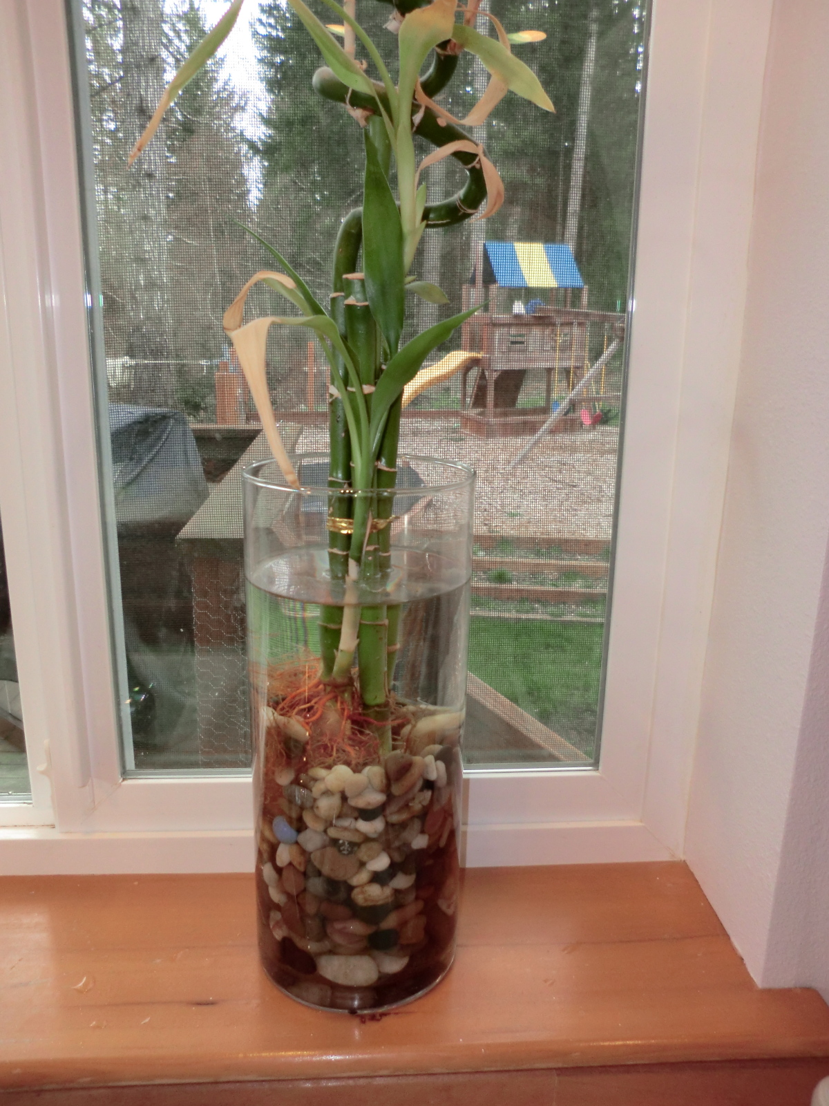 bamboo plants water lucky growing indoor vase plant glass grown roots soil flower care put office money second stalks