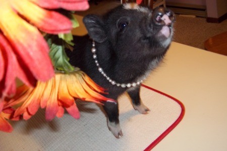 Velvet (Mini Potbelly Pig)