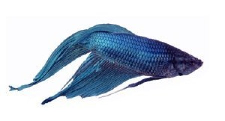 A blue betta or Siamese fighting Fish.