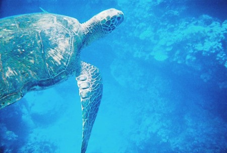 Sea turtle under water in Maui, Hawaii