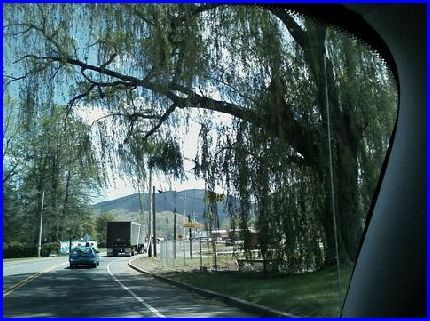 Weeping Willow Tree