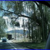 Weeping Willow Tree