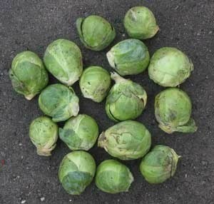 A collection of Brussels sprouts on a countertop.