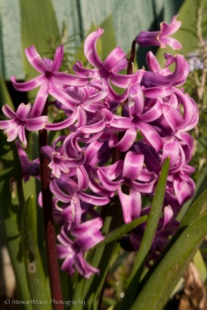 Hyacinth in Spring