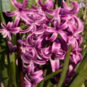 Hyacinth in Spring
