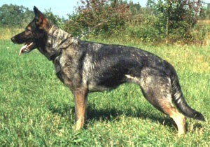 German Shepherd 2