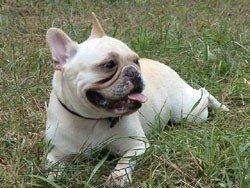 French Bulldog 2