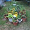 Container Gardening using recycled containers