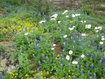 Wildflowers (Texas Hill Country)