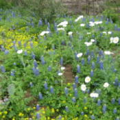 Wildflowers (Texas Hill Country)