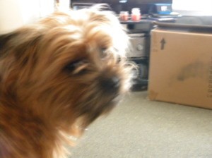 Marshall (Shih Tzu - Yorkshire Terrier) on the porch of a dollhouse.