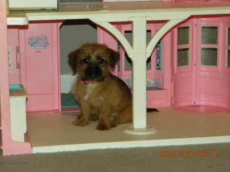 Marshall (Shih Tzu - Yorkshire Terrier) on the porch of a dollhouse.