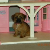 Marshall (Shih Tzu - Yorkshire Terrier) on the porch of a dollhouse.