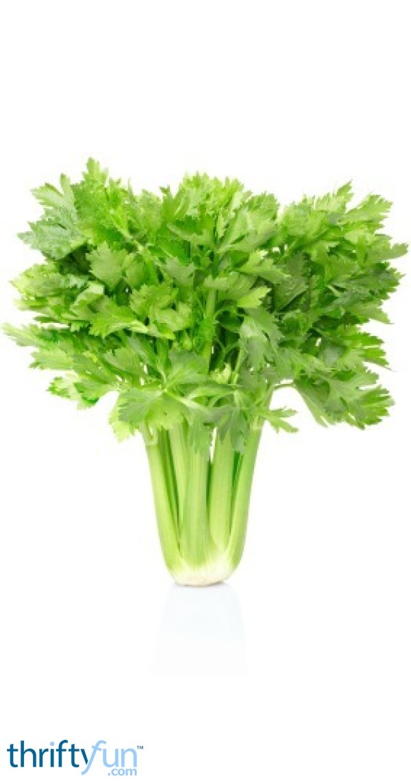 Storing Celery | ThriftyFun