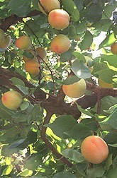 Apricot Tree