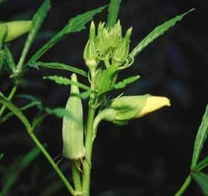 Okra Plant