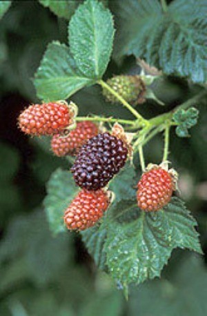 Blackberries on bush
