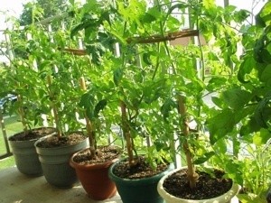 Potted Tomatoes on a Balcony
