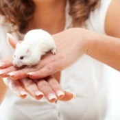 White Mouse on Woman's Hands