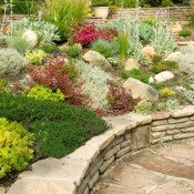 Garden with How to Alpine Plants