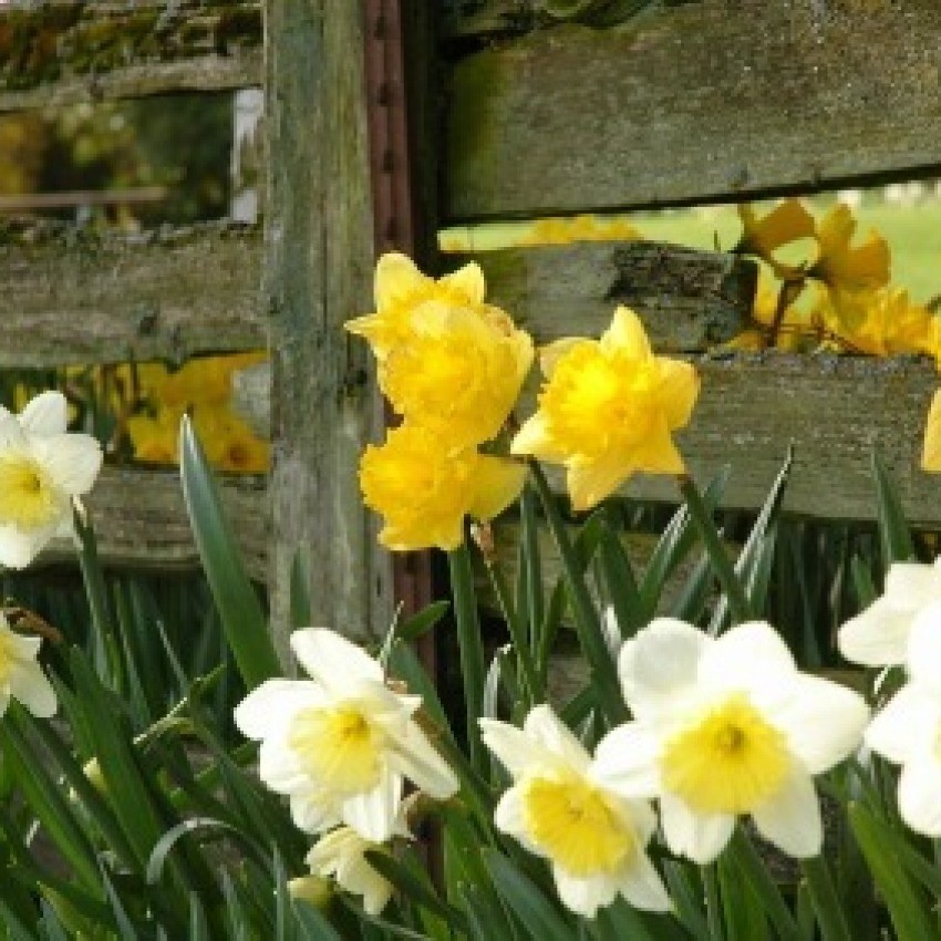 Tips for Growing Daffodils ThriftyFun