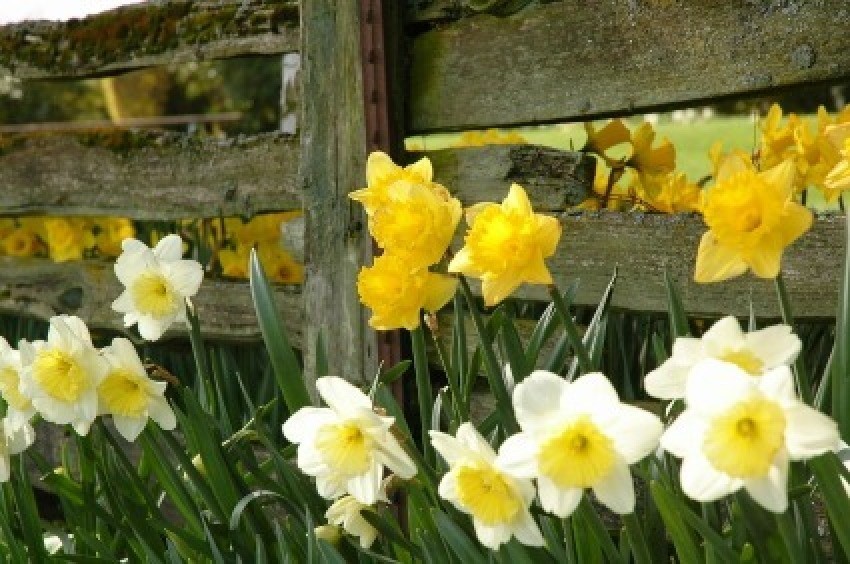 Tips for Growing Daffodils ThriftyFun